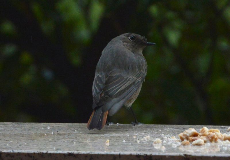 Codirosso Spazzacamino